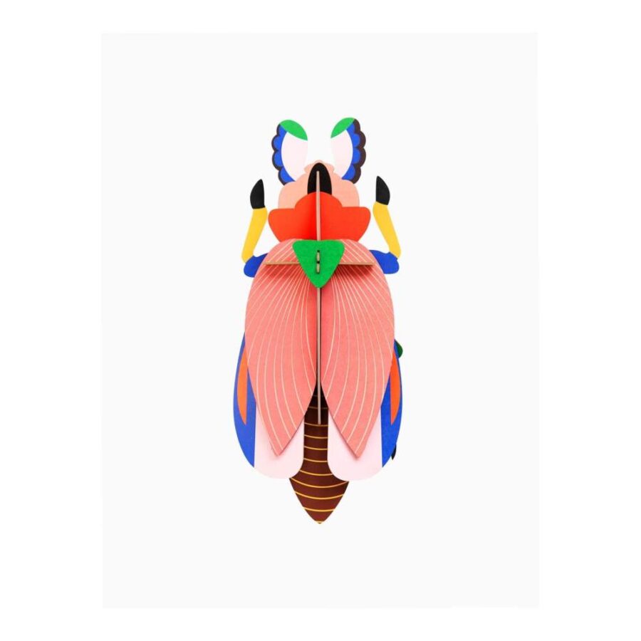 Escarabajo Gigante Lady - Tamaño L