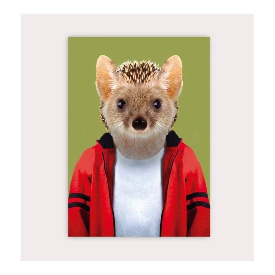Postal Zoo Portrait Long Eared Hedgebog