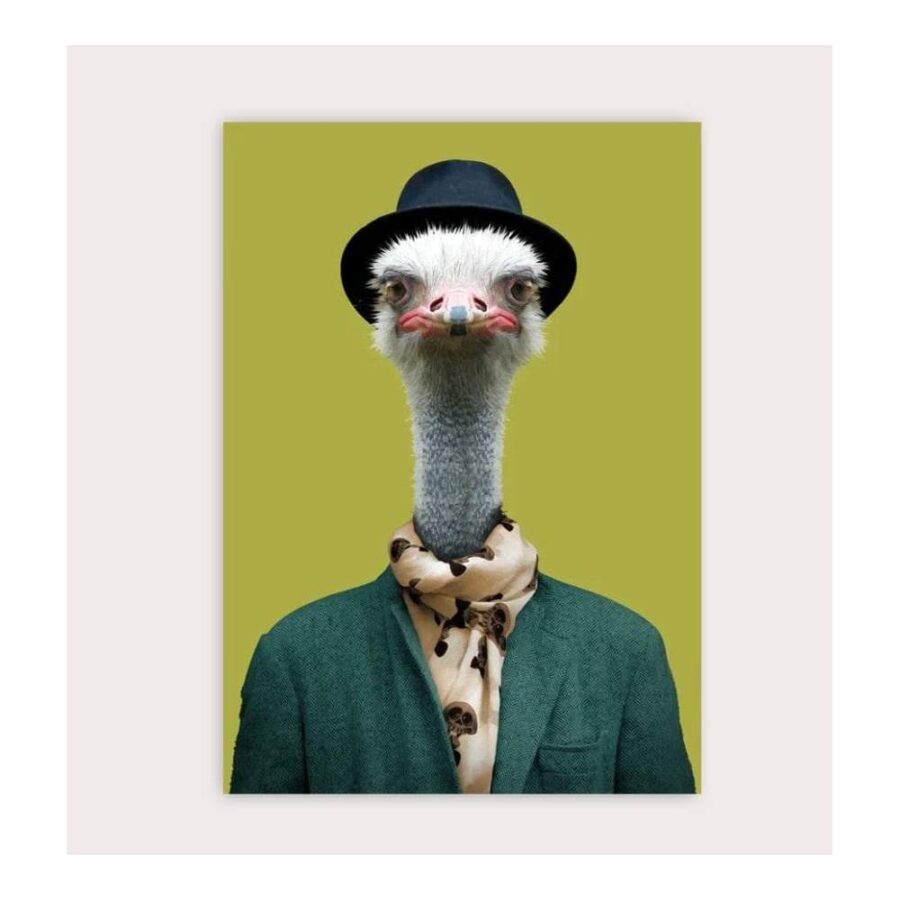 Postal Zoo Portrait Ostrich